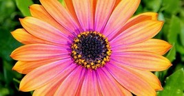100 African Daisy Mix Flower Seeds - £6.41 GBP
