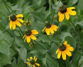 500 Coneflower Clasping Flower Seeds - $8.99