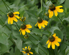 500 Coneflower Clasping Flower Seeds - £6.95 GBP