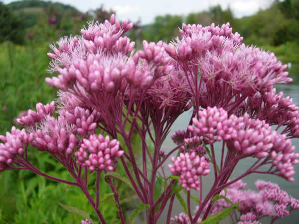 200 Joe Pye Weed Seeds