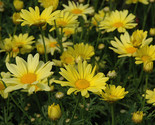 Marguerite daisy  yellow1 thumb155 crop