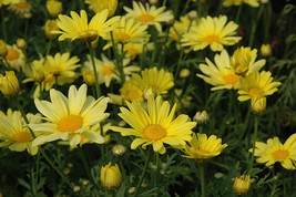 Marguerite daisy  yellow1 thumb200