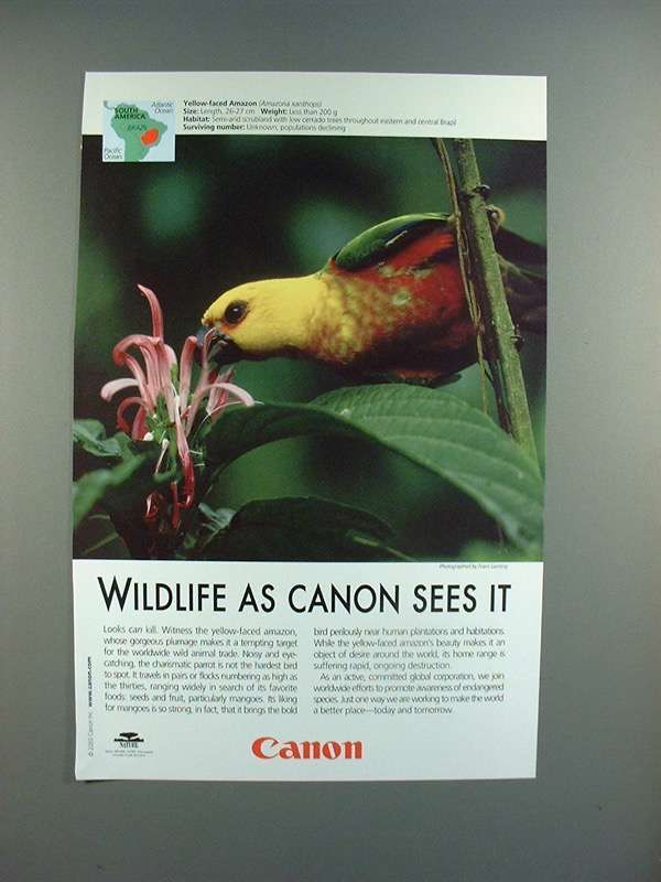 2003 Canon Ad w/ Yellow-faced Amazon - Wildlife! - £14.78 GBP