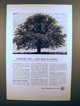 1950 Bell Telephone Ad - A Sturdy Tree, Keep it Healthy - $18.49