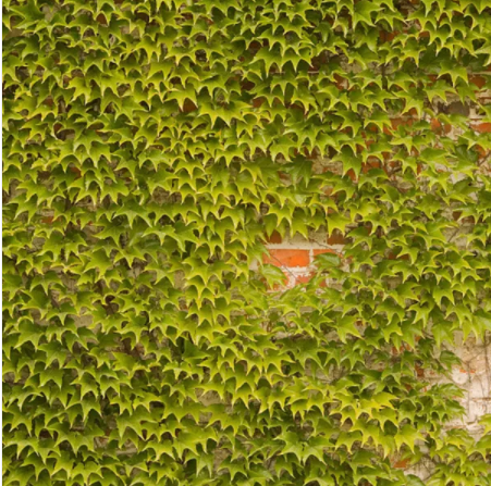 Boston Ivy Outdoor Creepers Plant Seeds,  Perennial Climbing Ornamental Plants