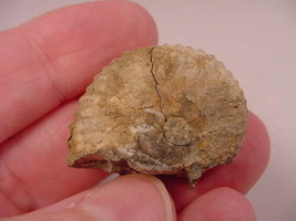 (F-424-O) Ammonite fossil ammonites extinct marine molluscs shell - $10.39