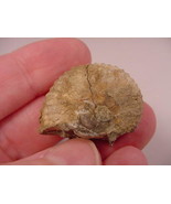(F-424-O) Ammonite fossil ammonites extinct marine molluscs shell - £8.12 GBP