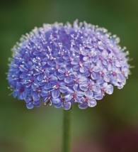 50 Blue Lace Flower Seeds - £6.42 GBP