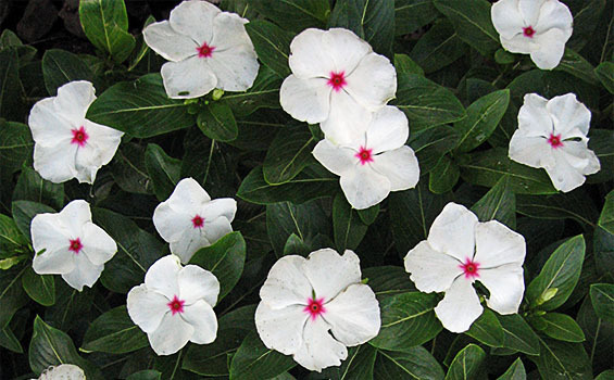 50 Vinca Periwinkle Bright Eyes Flower Seeds