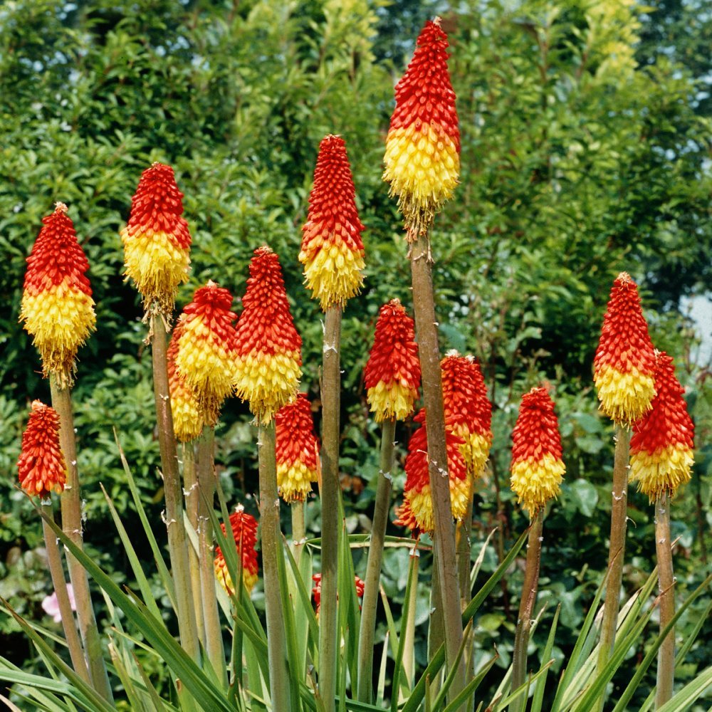 50 Red Hot Poker Seeds