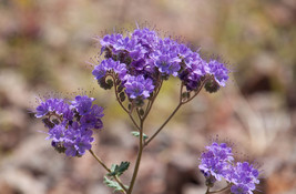 250 Lacy Phacelia Seeds - £6.00 GBP