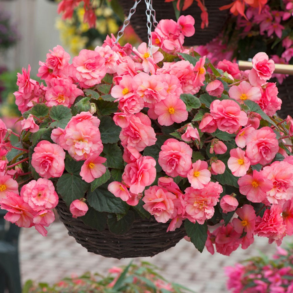 50 Begonia Rose Flower Seeds