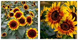 Bi-Colour Sunflower Seeds (90cm Tall)  Fresh Garden Seeds 150 Seeds/Bag  - £22.74 GBP