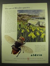 1956 Shell Aldrin Ad - The Case of Merodon Equestris - £14.50 GBP
