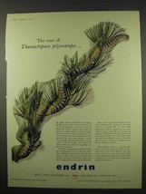 1956 Shell Endrin Ad - Case of Thaumetopoea Pityocampa - £14.50 GBP