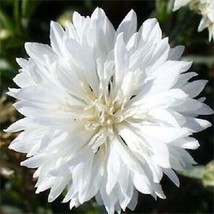 200 Seeds Cornflower Bachelor Button Tall White Heirloom Seeds Quick Growth Enjo - £6.61 GBP