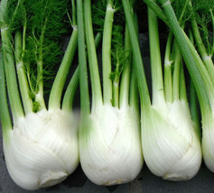 100 Florence Fennel Seeds Microgreen Microherb Beautiful Garden Fresh USA Garden - $5.98