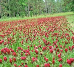 1000 Crimson Clover Seeds Wildflower Groundcover Flower Poor Soils Gardening Fre - £7.94 GBP