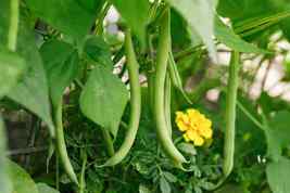 Slenderette Bush Green Bean Stringless NON-GMO Seeds - $12.49+
