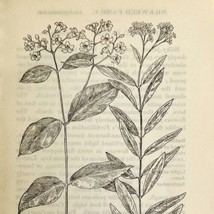 1905 Dogbane Indian Hemp Flower Print Pen &amp; Ink Lithograph Antique 6.75 x 3.75&quot; - £13.70 GBP