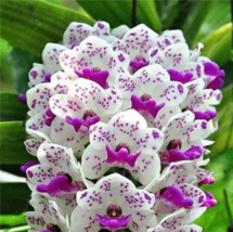 Orchid 100 pcs Flower Seeds High Germation - $2.21