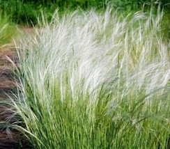 VP Mexican Feather Grass 100 Seeds Stipa Tenuissma, Hardy - $6.38