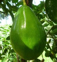 GRAFTED AVOCADO SEMIL34 LIVE PLANT 12”-24&quot; - £140.63 GBP