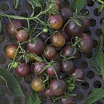 Tomato Dusky Cocktail New Fresh Seeds - £12.26 GBP