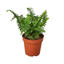 Jester's Crown Fern-4" Pot / Black Cylinder - $80.49