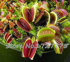 Venus Fly Trap Dionaea Muscipula Carnivorous S Semente Color:Green - $12.68 CAD