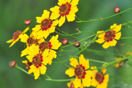 Coreopsis, Plains, Nice Cut Flower, Yellow, 2200 Seeds - £7.81 GBP