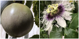 Passiflora edulis ‘Frederick’ live plant in 4&quot; pot - £55.94 GBP