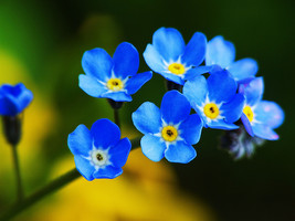 400 Forget Me Nots Flower Seeds - £6.29 GBP