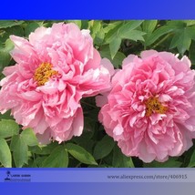 SL Heirloom &#39;Qin Tian Fen&#39; Pink Peony Perennial Flower Seeds, Profession... - $1.38