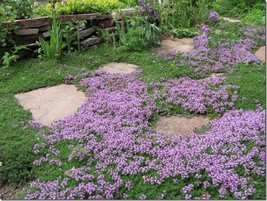 200 Creeping Mother of Thyme Seeds - £6.28 GBP