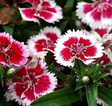 50 Dianthus - Merry go round Seeds - £6.38 GBP