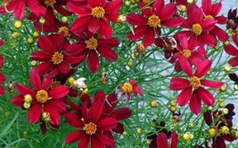 200 Coreopsis Red Dwarf Flower Seeds - £6.36 GBP