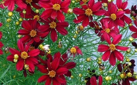 200 Coreopsis Red Dwarf Flower Seeds - $7.99