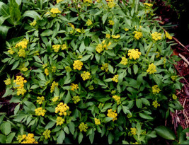 50 Zizia Aurea Golden Alexanders Seeds - £6.40 GBP