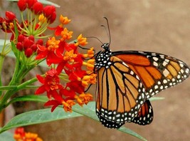 100+Seeds Bloodflower Tropical Milkweed Mexican Butterfly Weed Drought Heat From - £7.40 GBP