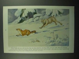 1943 Lynx Illustration by Walter A. Weber - £14.65 GBP