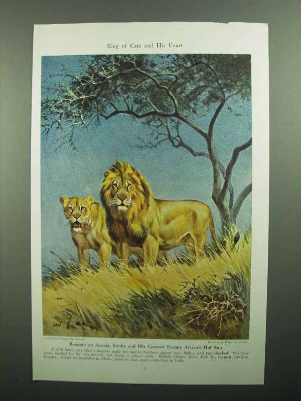 1943 Lion Illustration by Walter A. Weber, King of Cats - $18.49