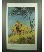 1943 Lion Illustration by Walter A. Weber, King of Cats - £14.78 GBP