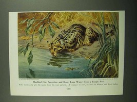 1943 Marbled Cat Illustration - Walter A. Weber - £13.82 GBP