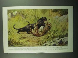 1943 Panther / Leopard Illustration - Walter A. Weber - £14.77 GBP