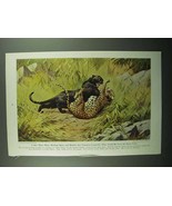 1943 Panther / Leopard Illustration - Walter A. Weber - £14.78 GBP