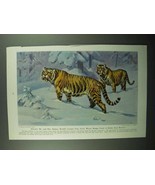 1943 Siberian Tiger Illustration by Walter A. Weber - £14.55 GBP