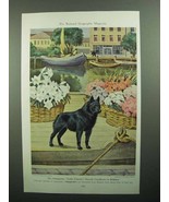 1943 Schipperke Illustration by Walter A. Weber - £14.52 GBP