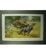 1943 Tiger Illustration by Walter A. Weber - £14.78 GBP