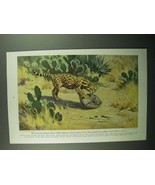 1943 Texas Ocelot illustration by Walter A. Weber Ad - £14.55 GBP